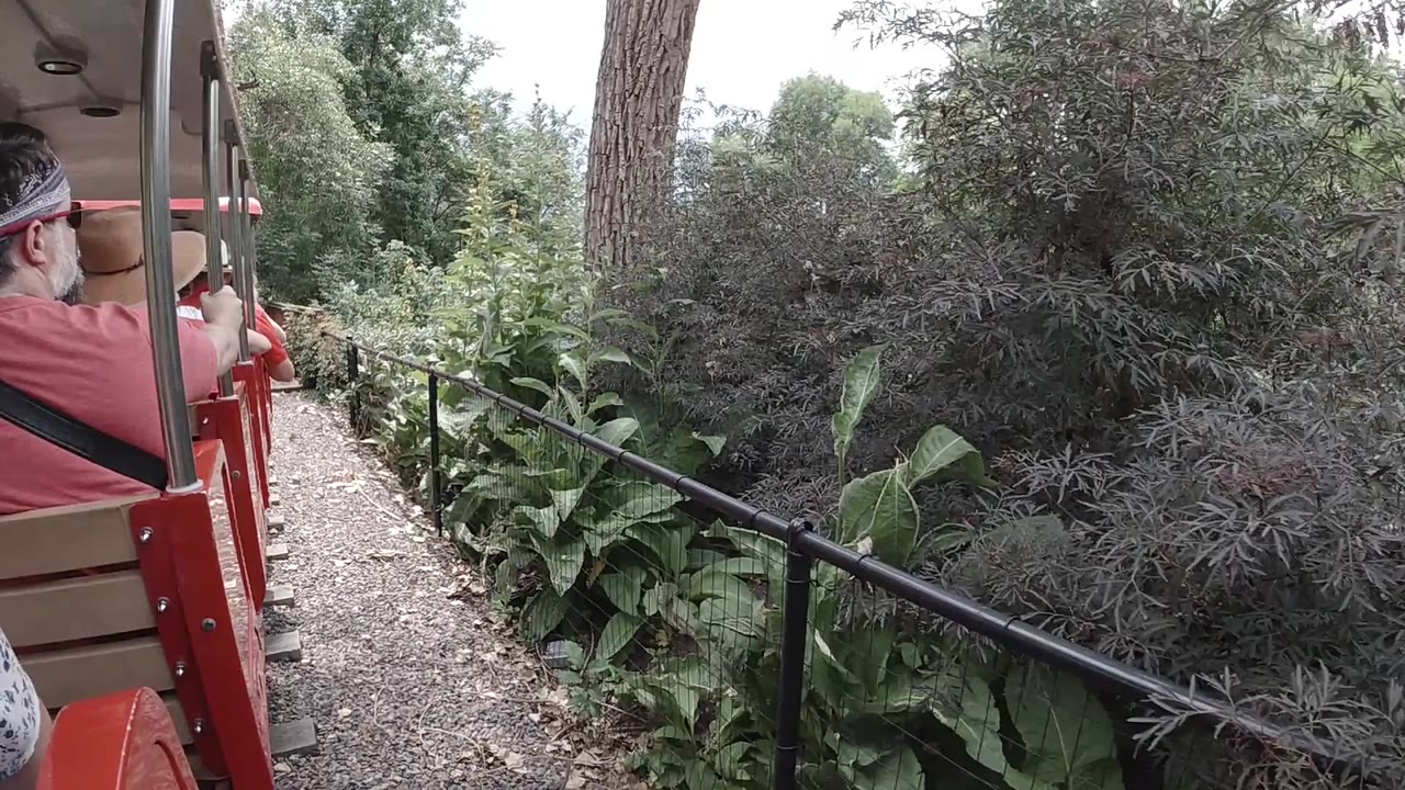 Colorado wooded route seen from the train, with red car panels on the left, black railing through the center, broad leaves, and passengers partially in frame.