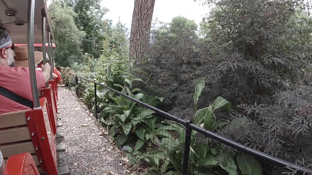 A passenger view in Colorado shows the red train side at left, a black rail angling forward, tall plants close to the track, and shaded forest behind.