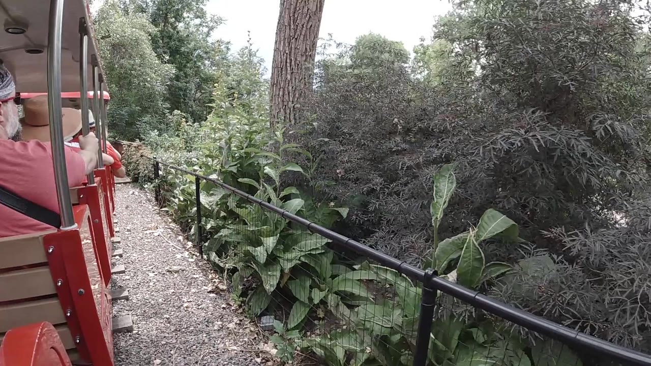 Gravel path and black railing beside thick forest plants.
