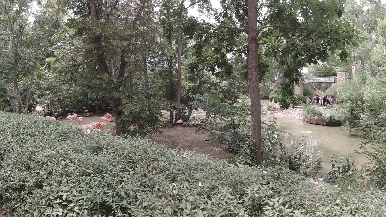 Leafy tree canopy overhead, slight handheld camera drift, pink flamingo ornament shapes near tree base.