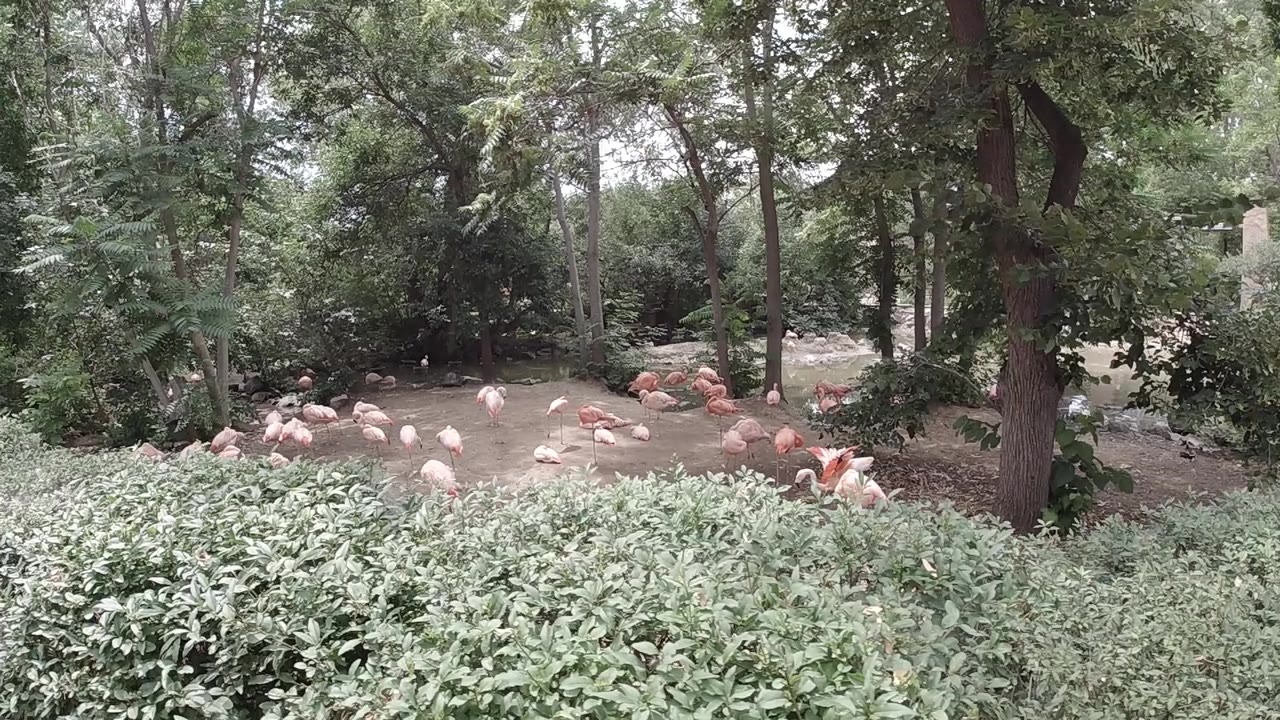 Orange plastic flamingo lawn ornaments scattered on grassy ground in a Colorado woodland park, surrounded by mature deciduous trees in full summer foliage, no people visible