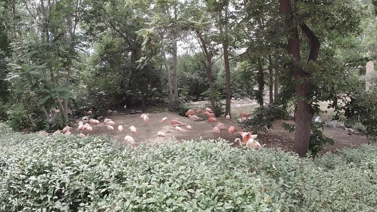 Orange plastic flamingo ornaments across a grassy floor in a shaded Colorado woodland, with deciduous tree trunks rising into a dense green canopy, no people visible