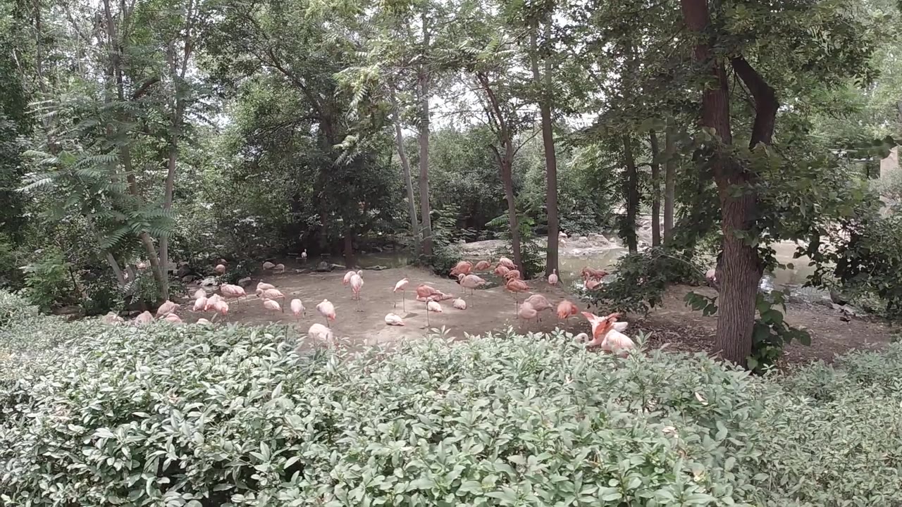 Orange plastic flamingo ornaments on grass in a Colorado park woodland, tree trunks and full green canopy filling most of the frame, no people visible