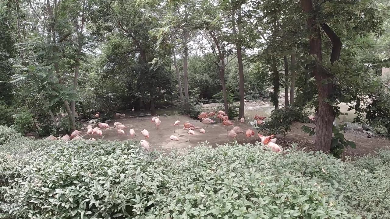 Orange plastic flamingo ornaments distributed across shaded grass in a Colorado woodland park, mature deciduous trees framing the scene, no people visible