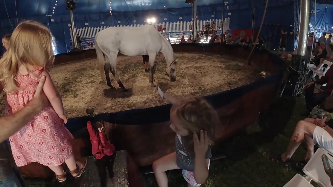 The white horse stands on the sandy ring floor as two young girls remain close to the barrier under bright lights and blue tent fabric.
