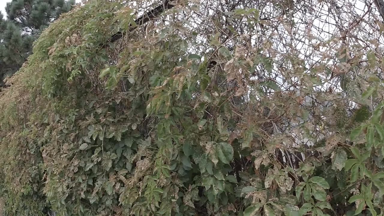 Overgrown leafy hedge covering a fence