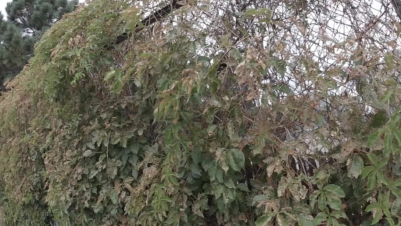 A close view of tangled leaves and bare twigs fills the frame, with the fence mostly hidden under the growth and no visible people.