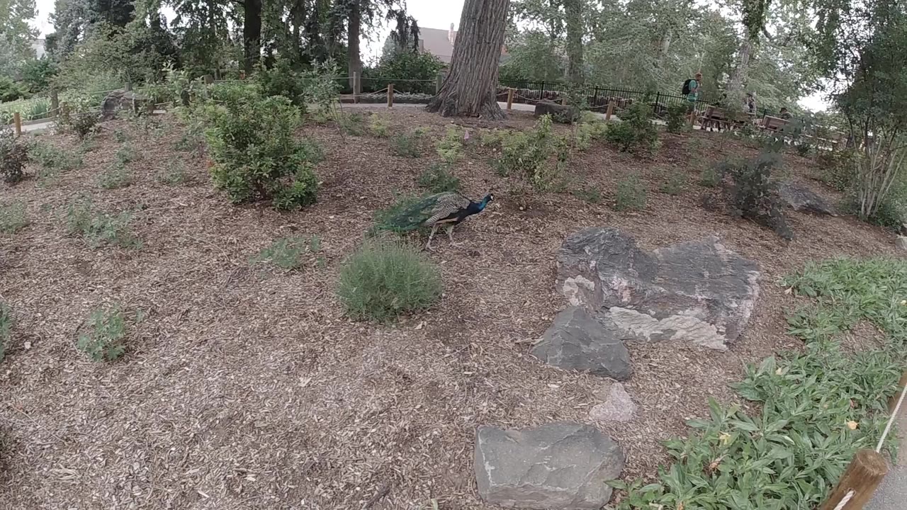 Peacock walking beside rocks in a landscaped zoo enclosure