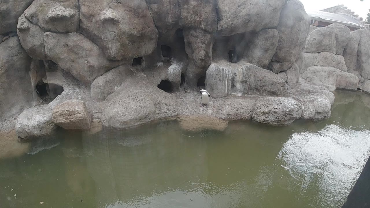 At 0:01, the penguin remains on the central ledge while ripples shift across the green pond in the Colorado zoo enclosure, with no visible people.