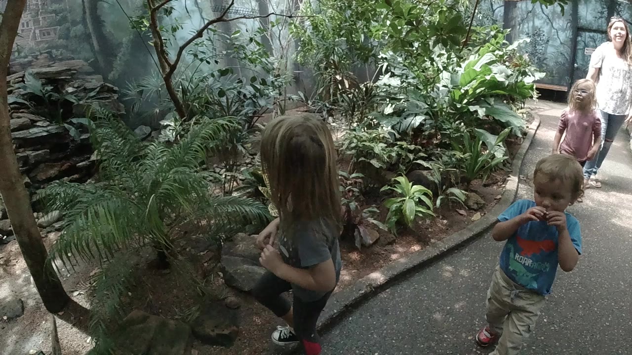 Children and adults on a planted zoo path.