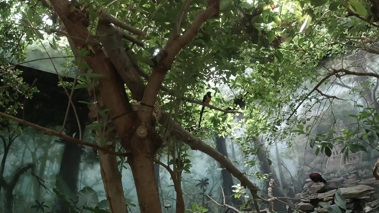 The bird remains perched low on the right side of the frame while large trunks and leafy branches fill the foreground, no visible people.