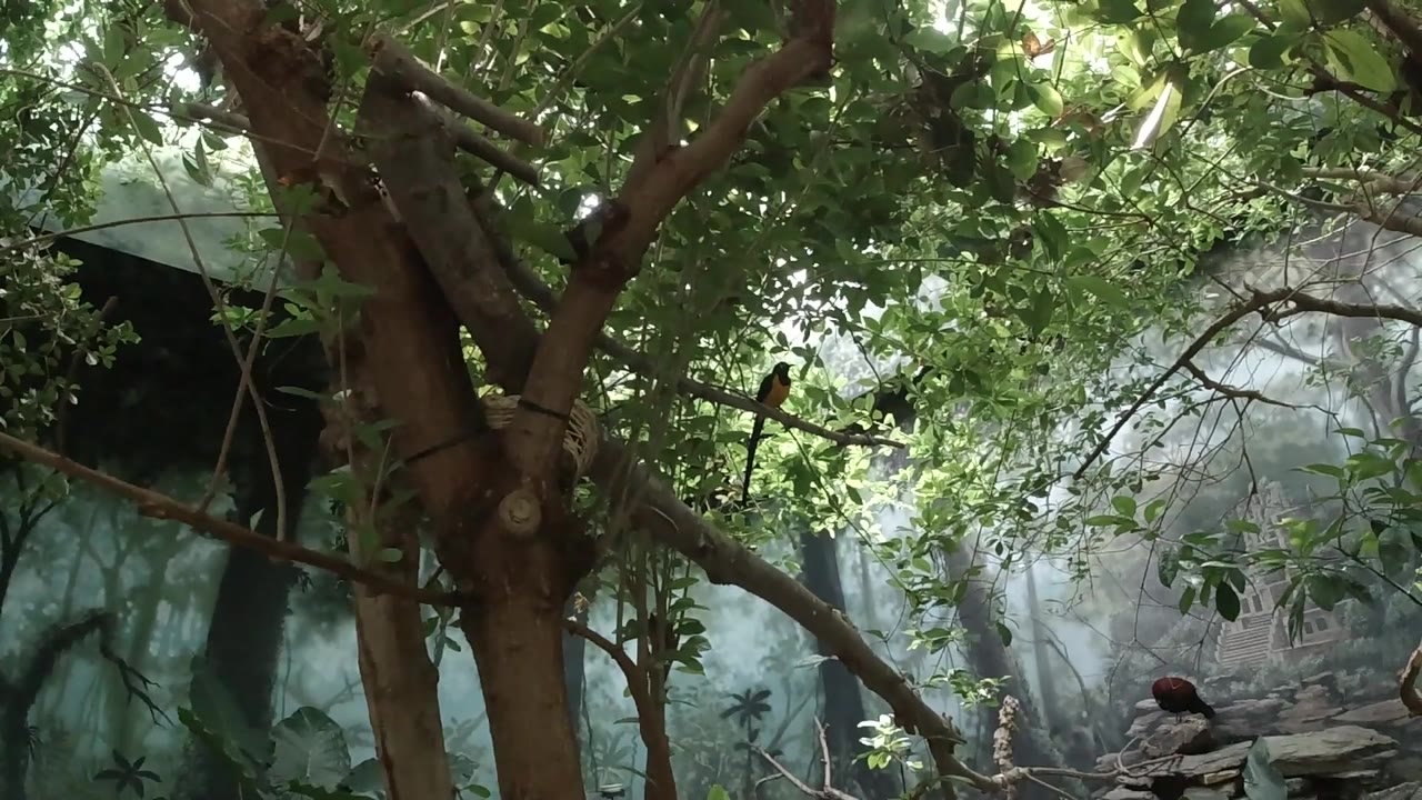 Leaves and crossing branches dominate the view while the perched bird stays visible in the lower right against a gray-white background, no visible people.