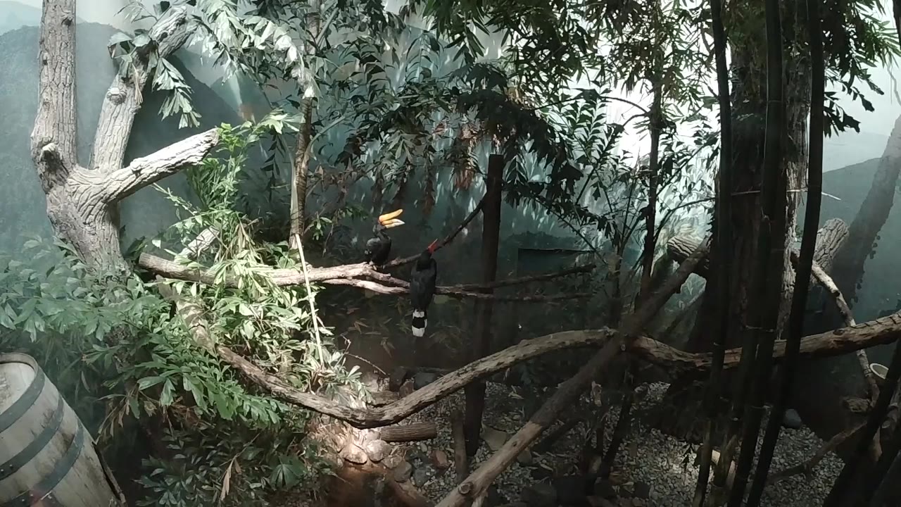 Opening frame of a Colorado butterfly sanctuary mini-forest, showing pale branching limbs over green leaves, dark vertical trunks, gravel ground, and no visible people.