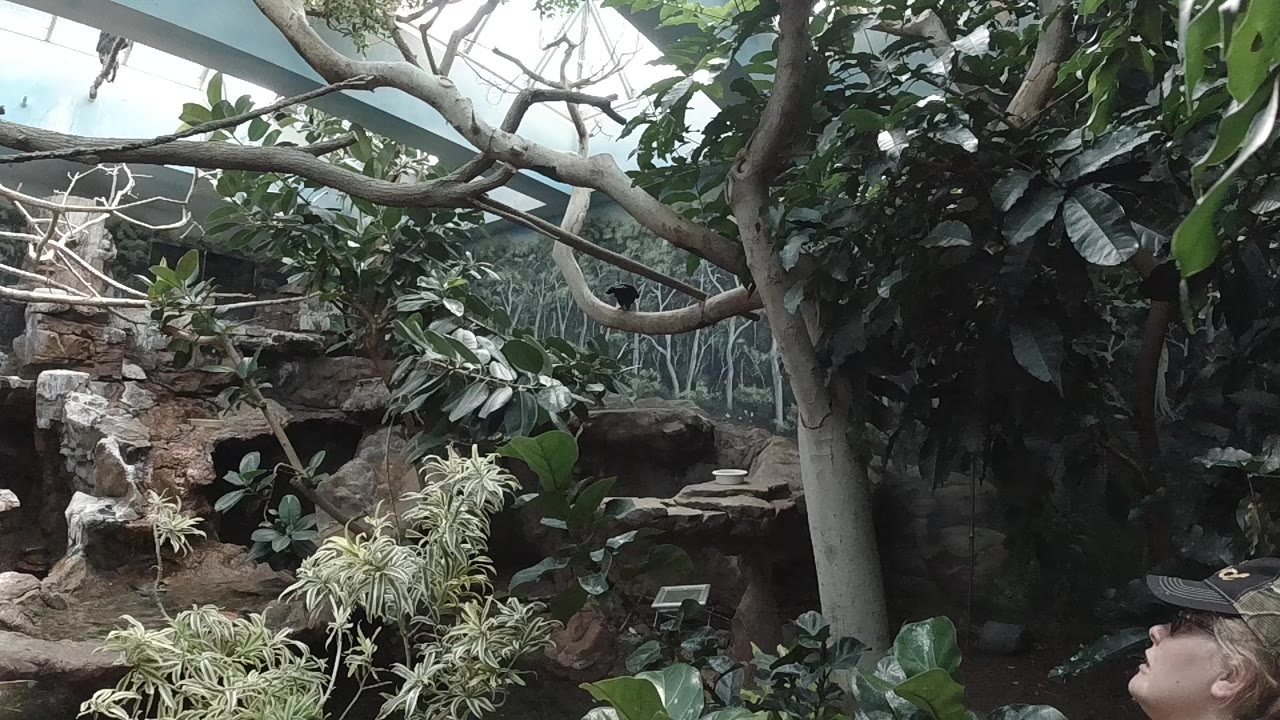 Colorado sanctuary frame showing a pale tree trunk, overhead branches, dense foliage, rockwork, and a partial visitor hand or arm at the right edge.