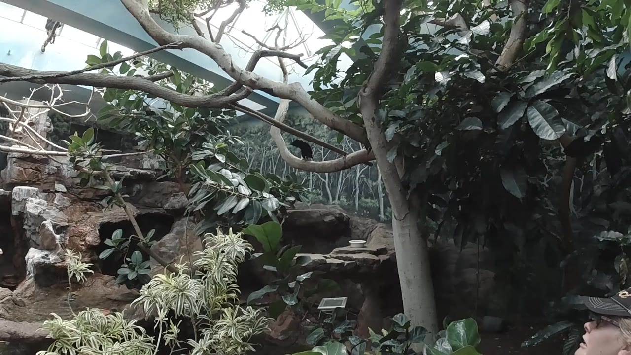 Colorado sanctuary frame with overhead branches, a pale trunk, layered leaves, rockwork, and a small partial visitor shape at the far right edge.