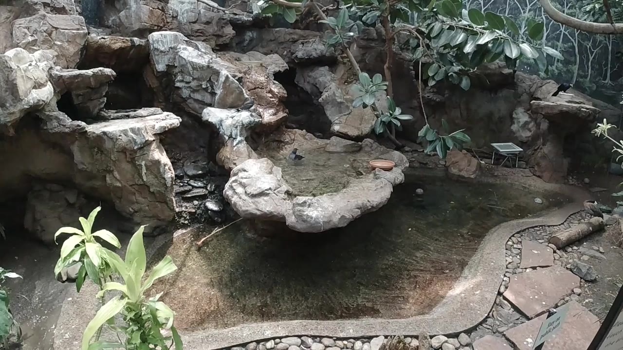 Opening view of a shallow pond inside a butterfly sanctuary in Colorado, Mexico, with rock ledges, leafy plants, and no visible people.