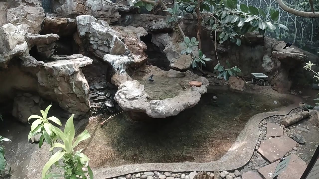 Stone pond enclosure with shallow water and garden plants.