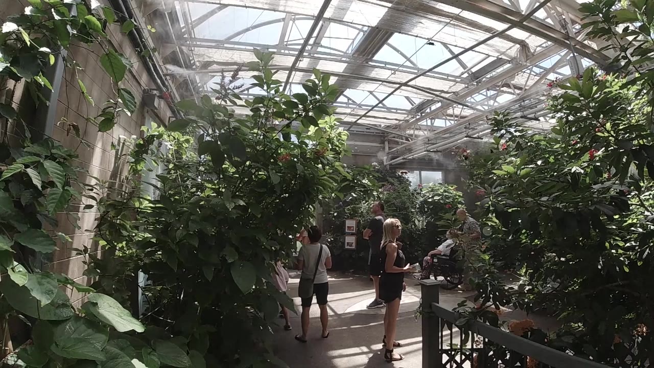Greenhouse path with visitors among dense plants