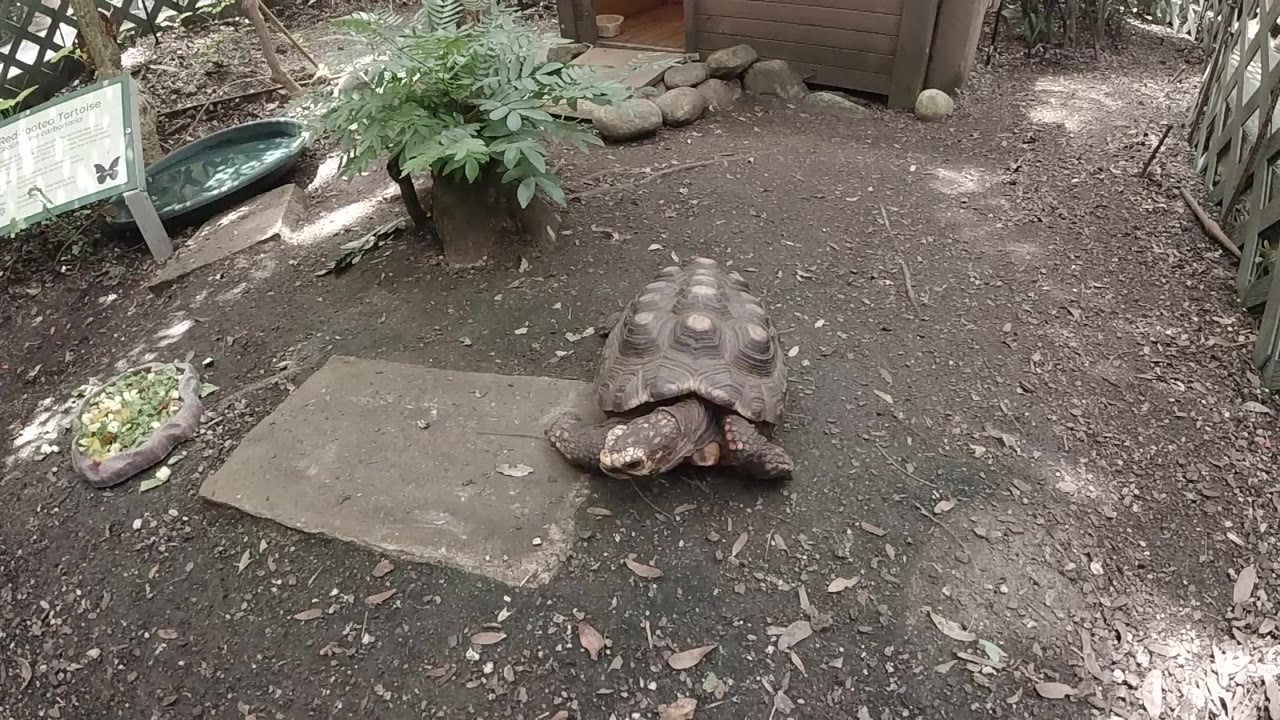Large turtle or tortoise rests near a square concrete slab in a Colorado outdoor enclosure, with a sign board and green trough at left and no visible people.