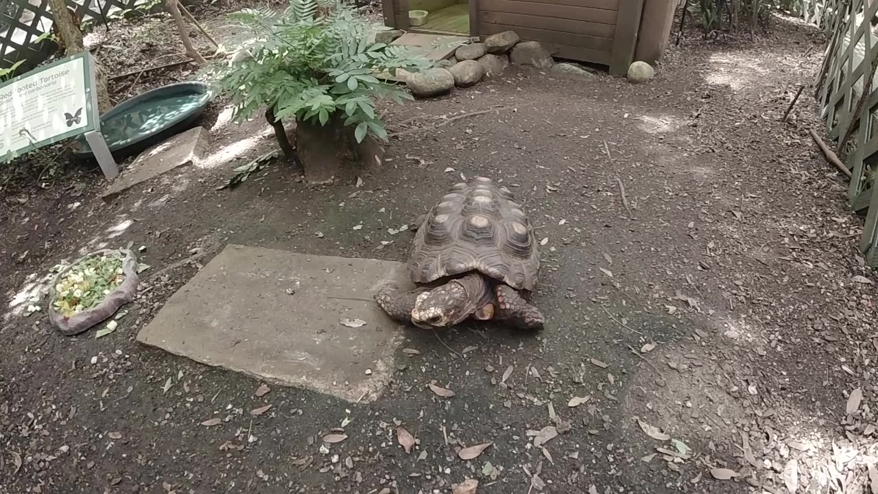 The turtle remains still on damp soil in Colorado, framed slightly right of center with a concrete slab in front and a leafy plant behind, with no visible people.