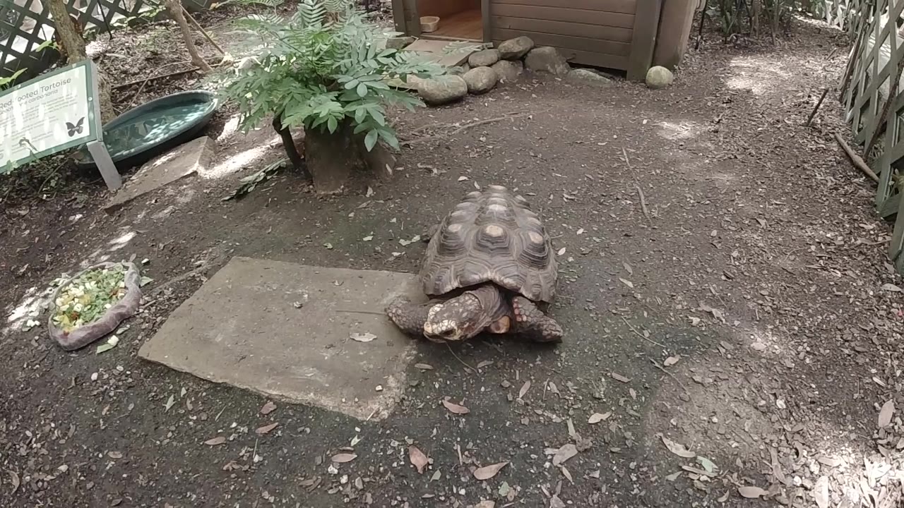 Turtle resting near slab with dirt path and fencing around it.
