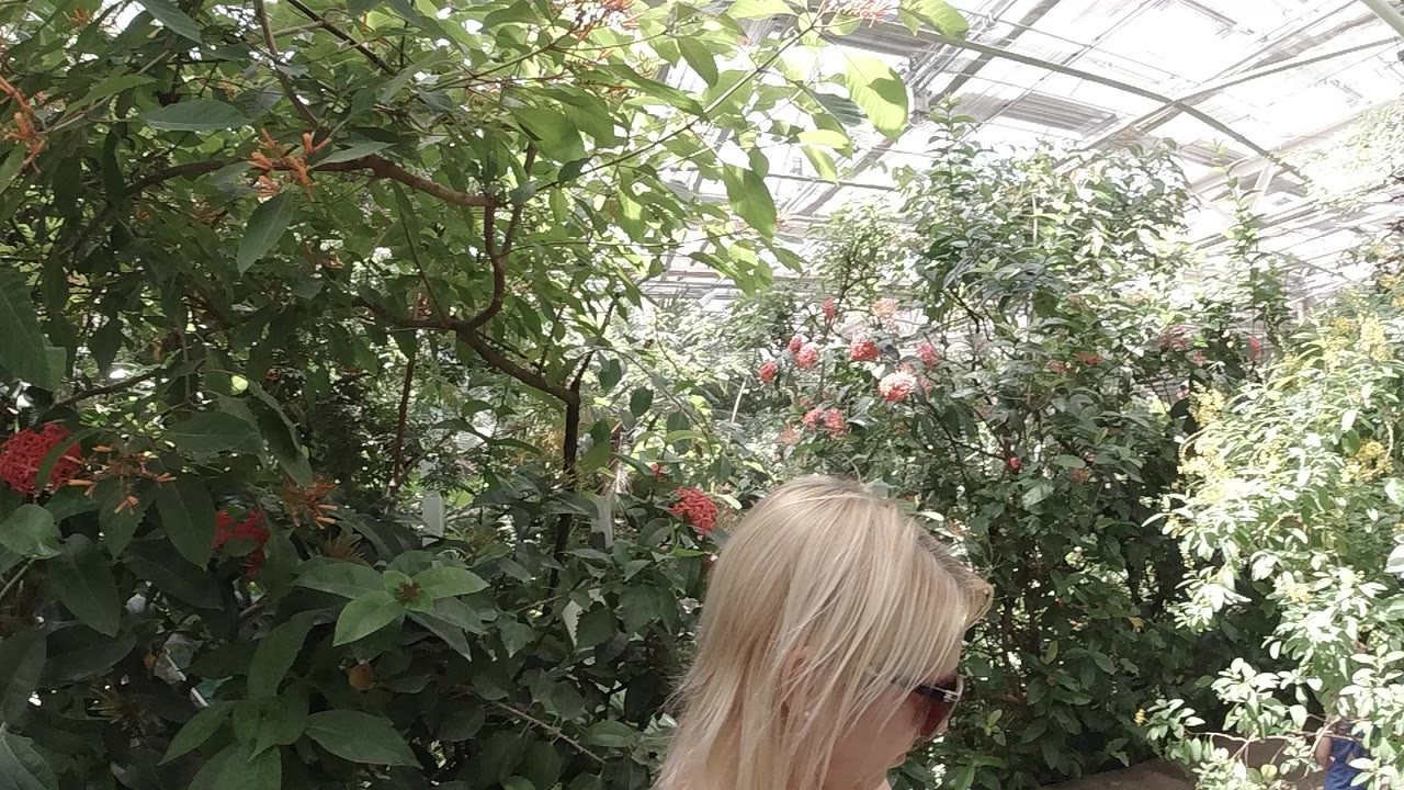 At the start of the Colorado sanctuary clip, the top of a blonde woman's head appears below leafy branches and a bright glass roof.
