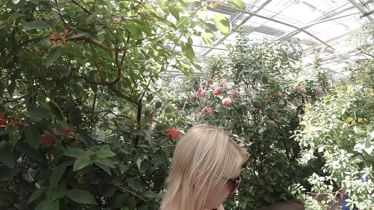 Woman's head is partly visible below greenhouse plants.