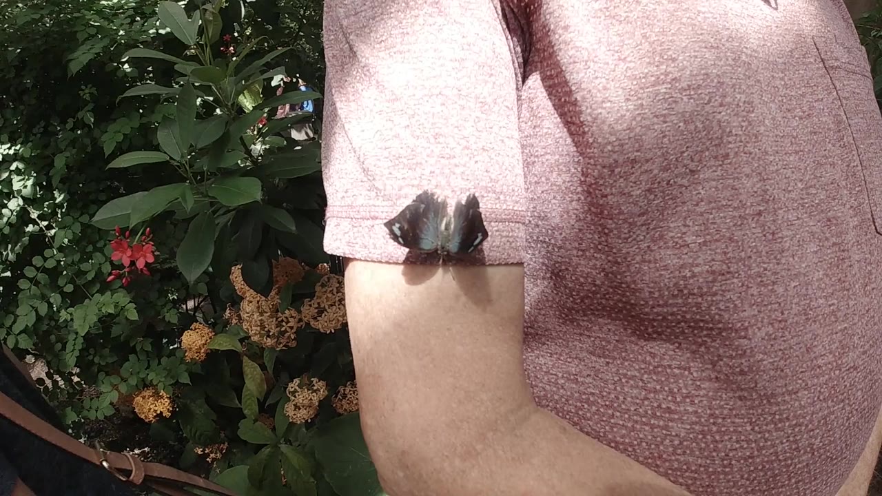 At 0:00, a dark butterfly rests on the cuff of a pink short sleeve in Colorado, with a bare upper arm and leafy plants behind it.