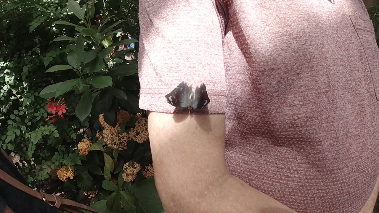 At 0:01, the butterfly remains perched near the sleeve hem, with the person's torso cropped at the shoulder and green flowering shrubs behind.