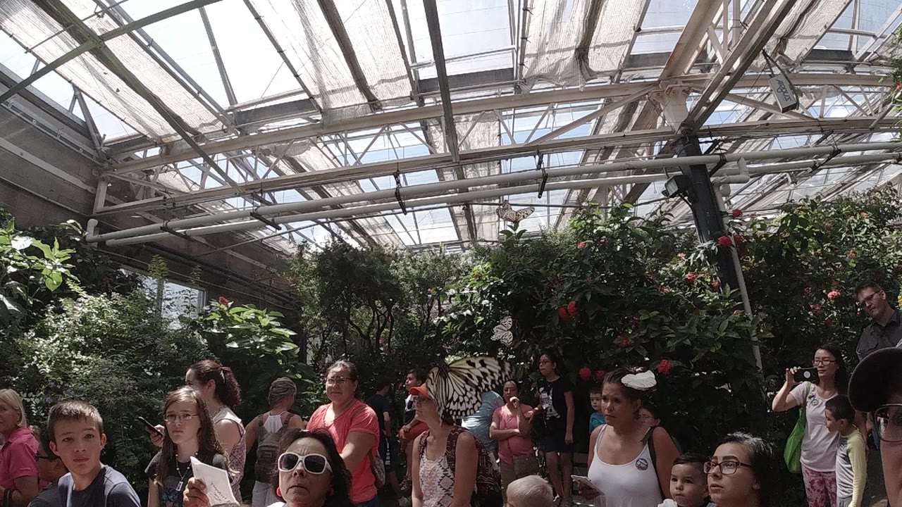Visitors and children stand beneath the greenhouse roof inside a Colorado butterfly sanctuary, with dense plants behind them and bright daylight overhead.
