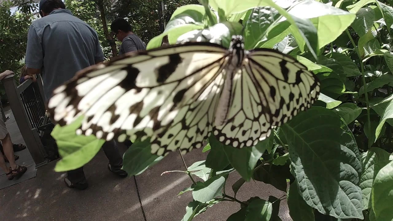 At the start of the Colorado clip, a pale yellow and black butterfly fills the foreground on green leaves while visitors stand on a walkway behind it.