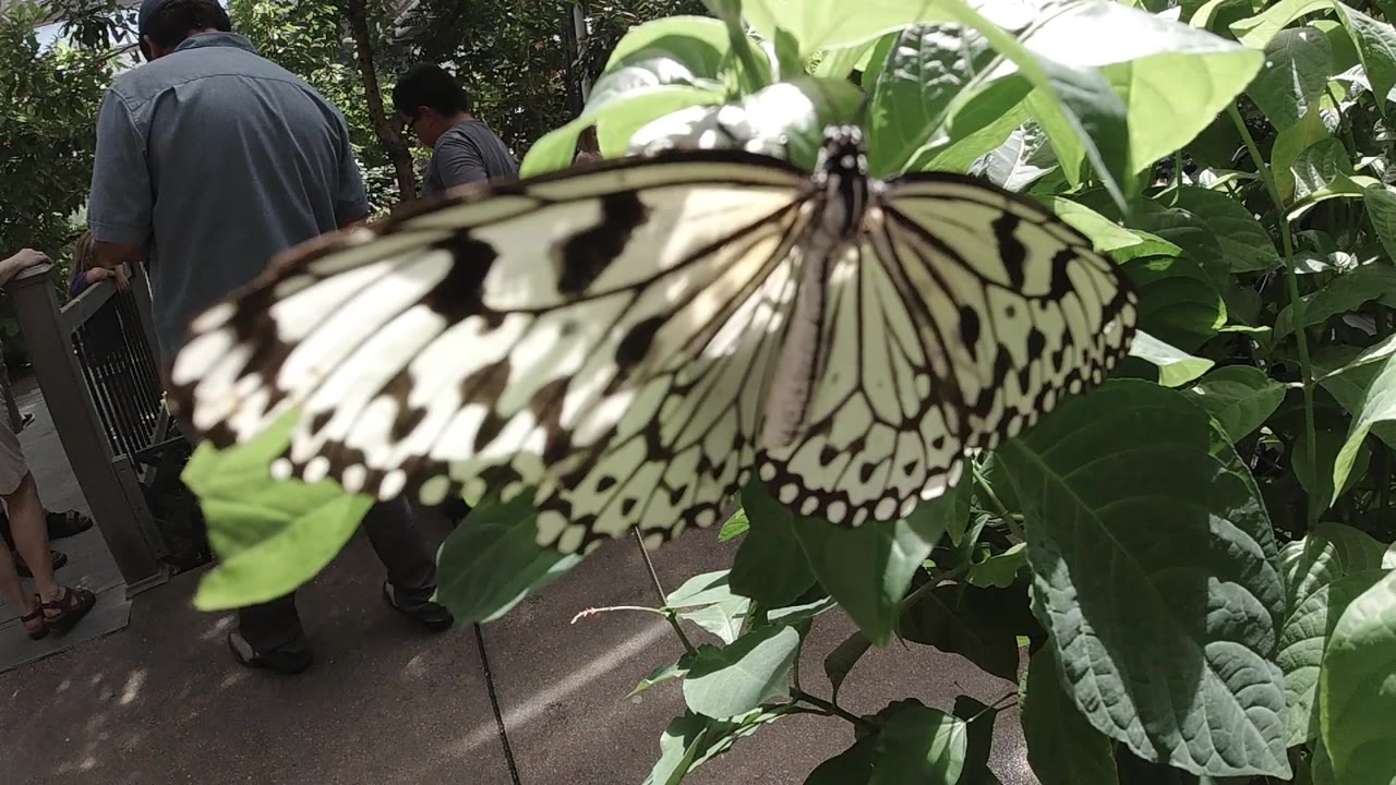 One second in, the butterfly remains spread across the leaf cluster, with bright sunlit foliage and blurred visitor legs behind the plant.