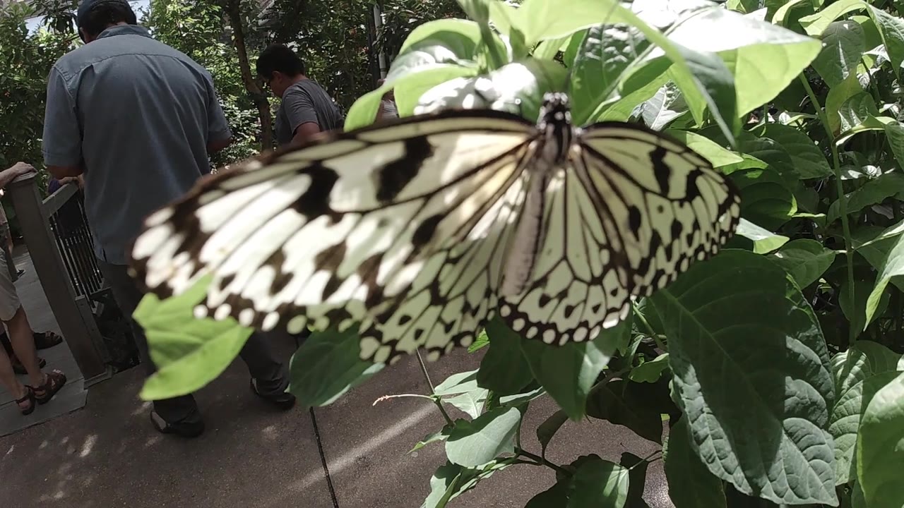 Butterfly resting on leaves near a walkway.