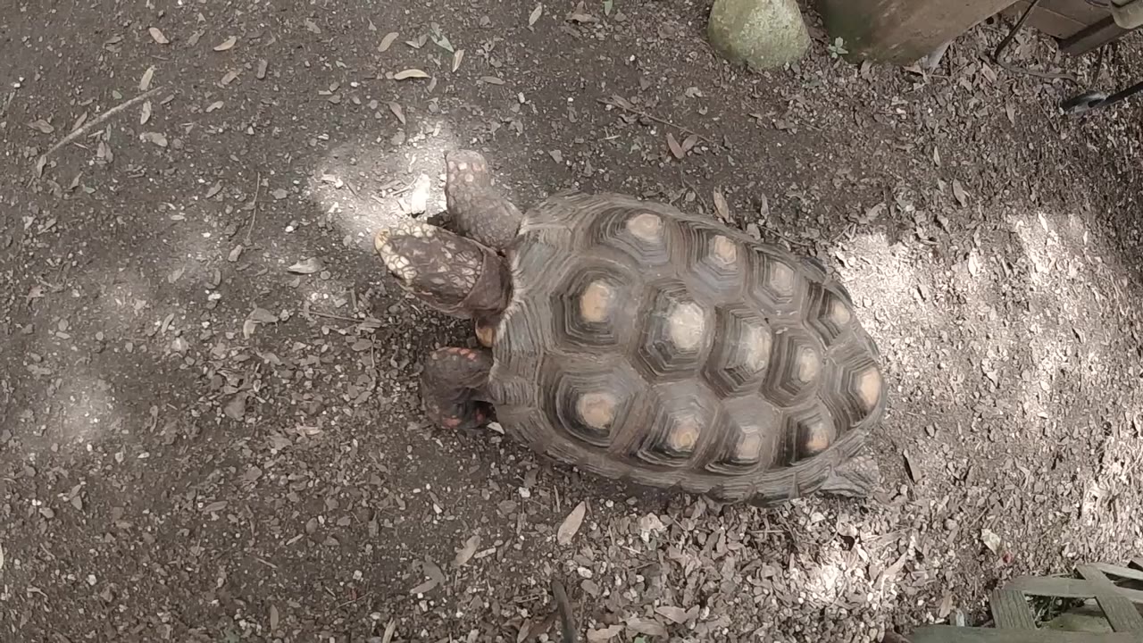 A turtle in Colorado is seen from above on wet brown ground with leaf bits, its head angled left and no visible people.