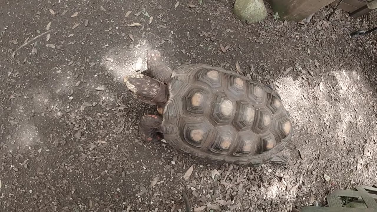 The turtle's patterned shell sits near the center of the frame on wet Colorado ground, with bright moisture to the right and no visible people.
