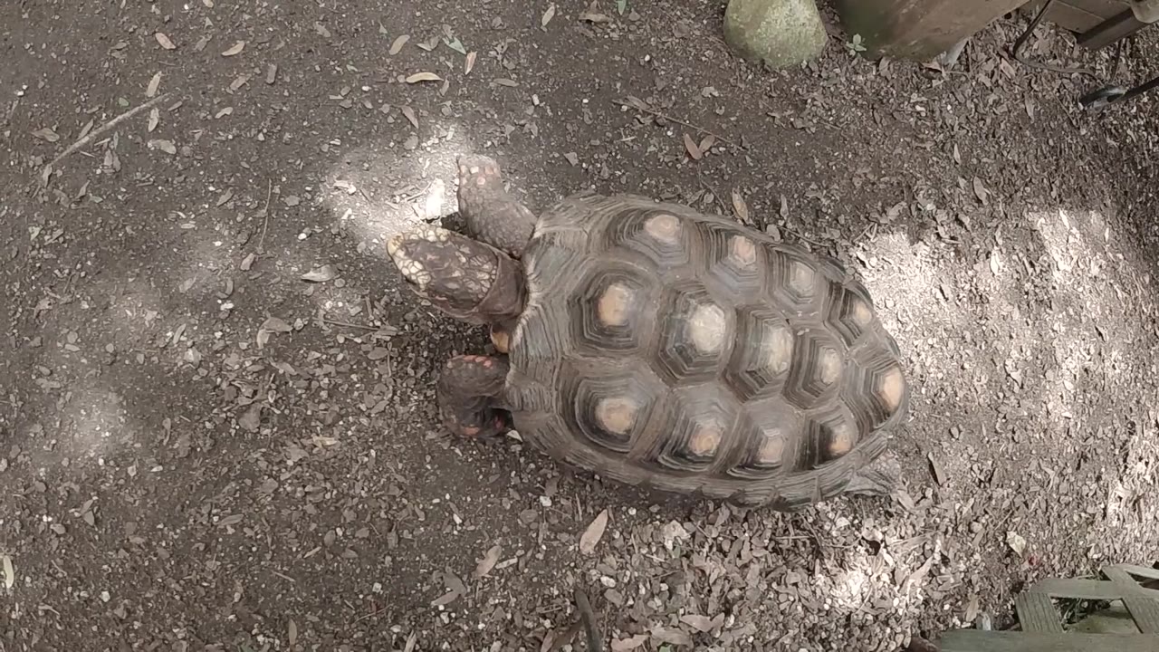 Turtle moving across muddy brown surface