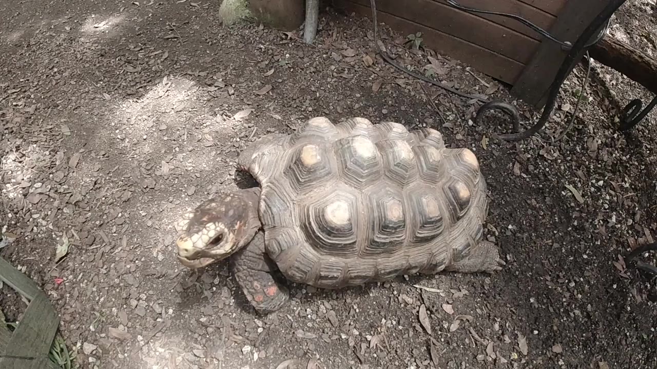 Small turtle near the lower center of a Colorado outdoor frame, with dusty soil, scattered leaves, dappled light, a partial bench edge, and no visible people.