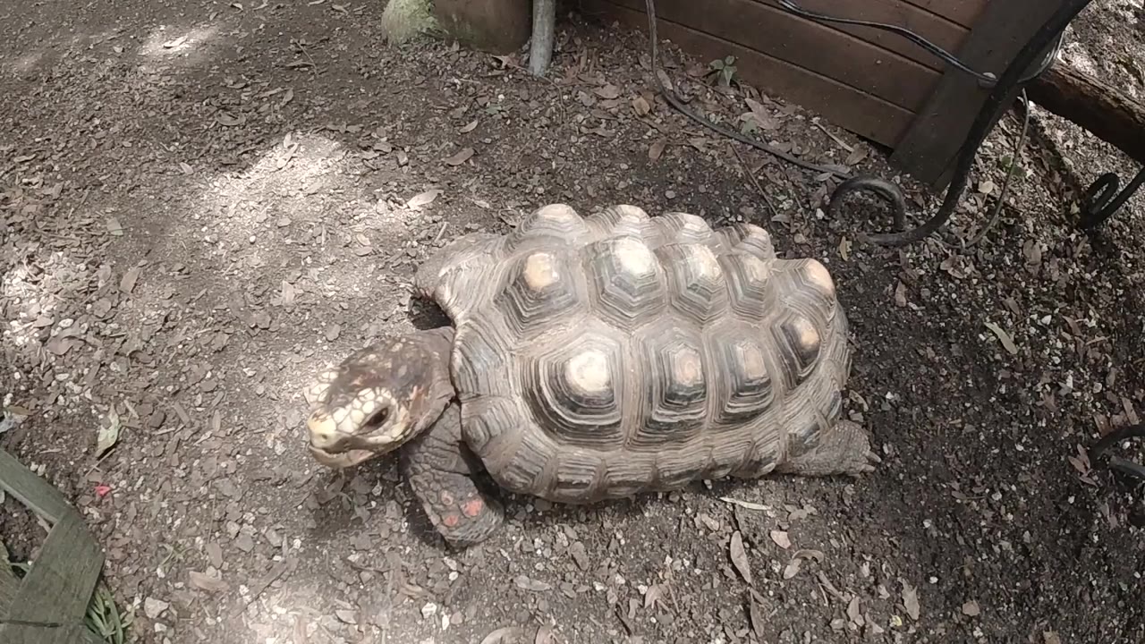 The turtle remains low in frame on dry Colorado ground, its shell catching bright mottled sunlight while the bench edge stays at the upper right and no people are visible.