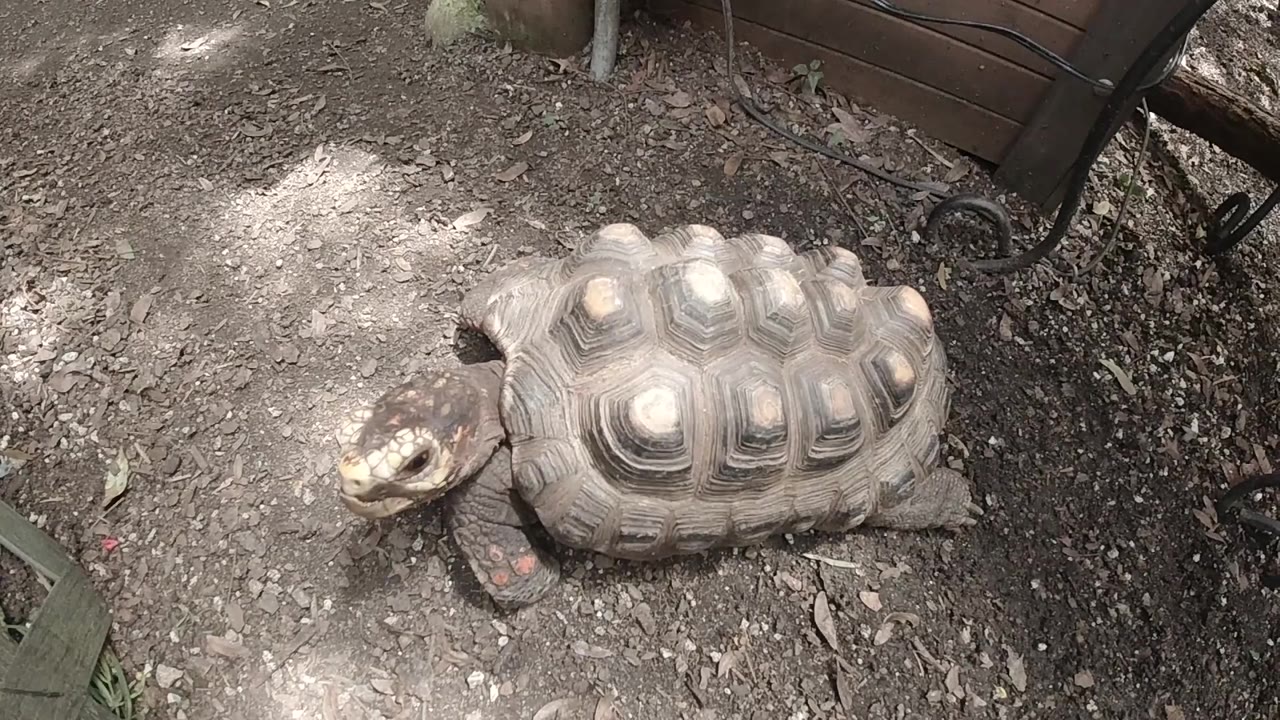Close view of turtle shell and head on leaf-strewn dirt.