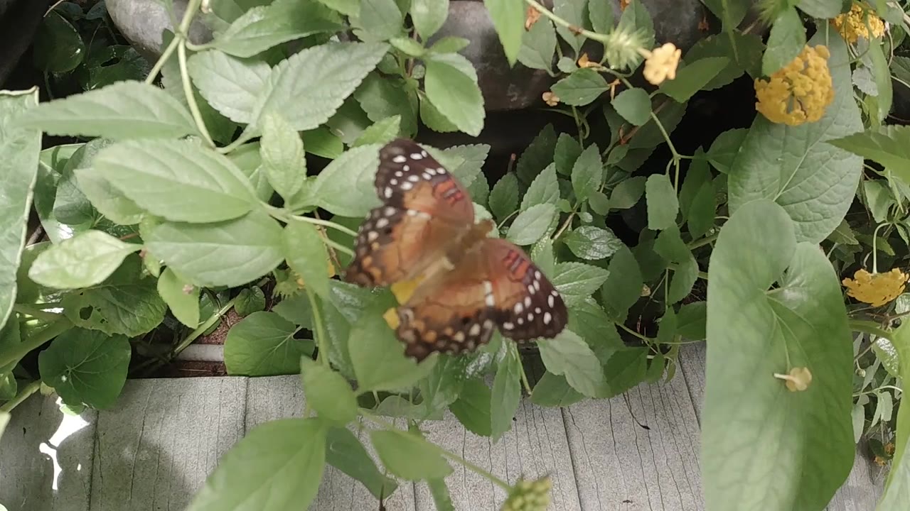 At the start of the Colorado clip, an orange butterfly hovers or rests among green leaves near a yellow flower, with no visible people.