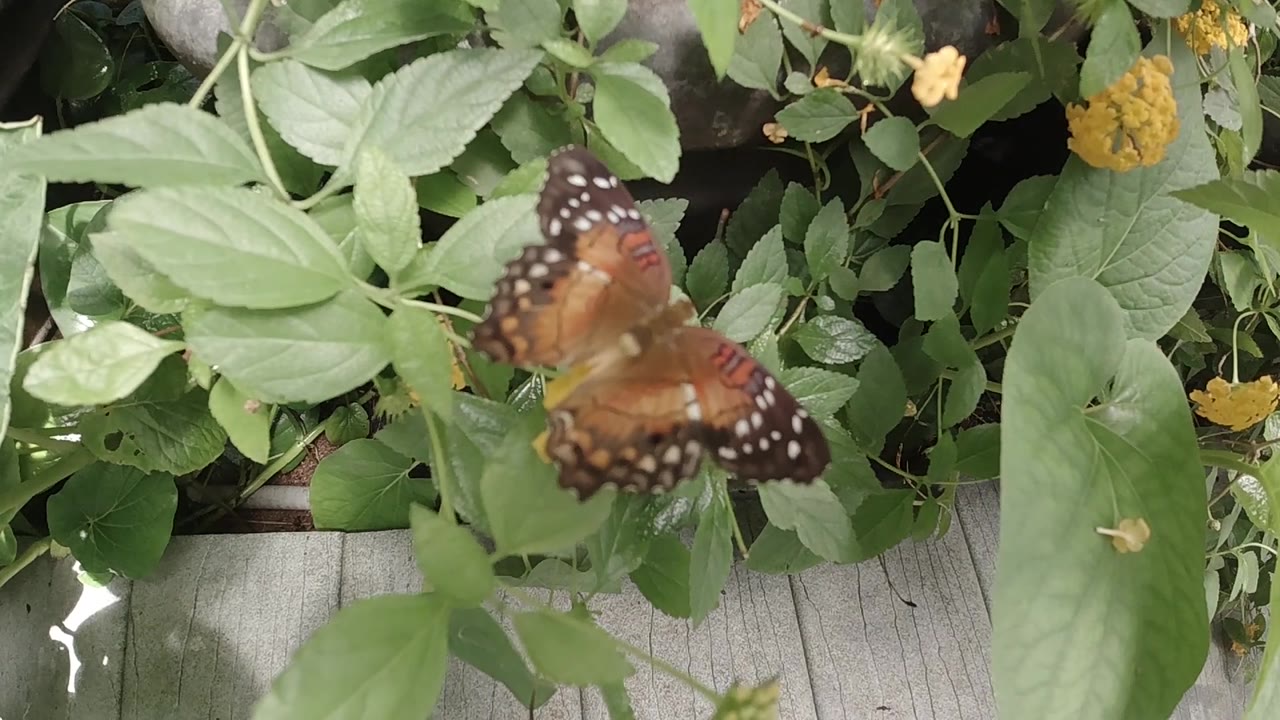 Butterfly wings blur above green leaves and flowers.