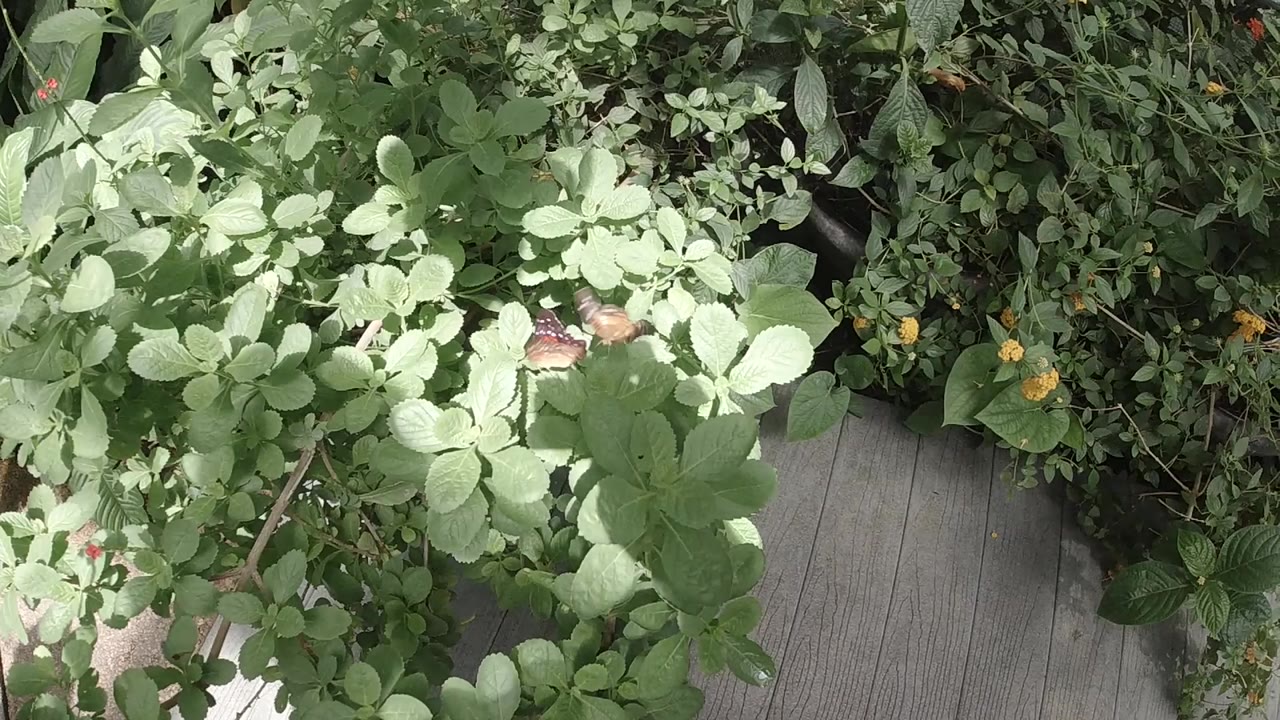 Dense green sanctuary plants and a gray plank walkway in Colorado fill the opening frame, with no visible people.