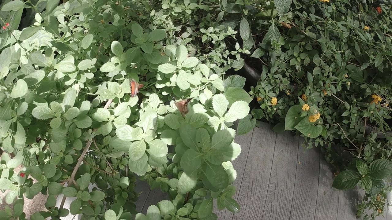 Green foliage with a small red butterfly shape partly visible.