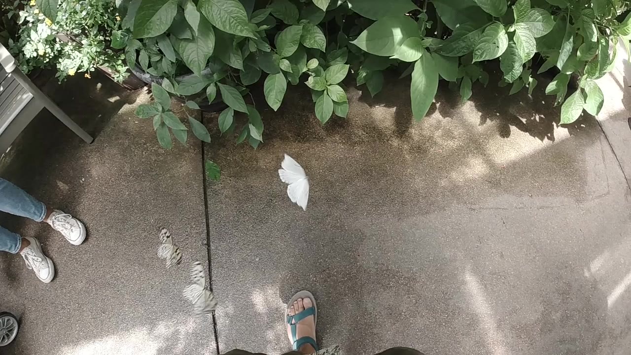 White butterfly above wet concrete near shoes and green foliage.