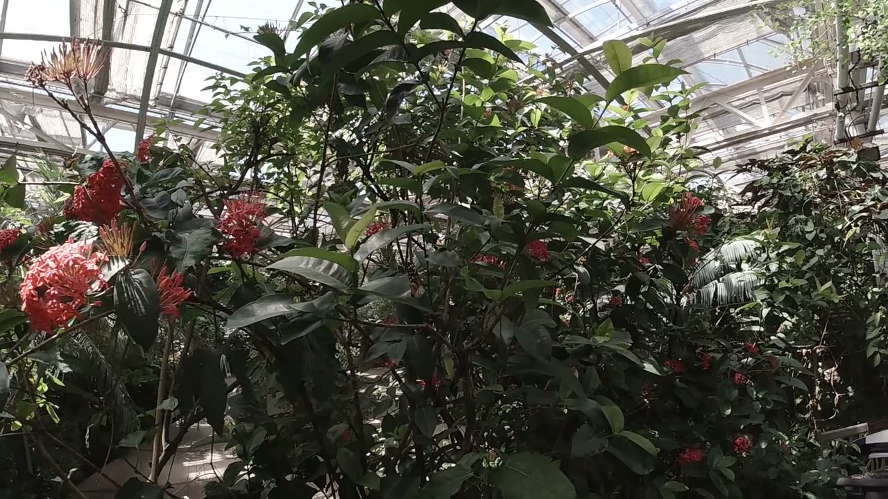 Dense green plants and red flower clusters fill the opening frame inside a Colorado butterfly sanctuary, with no visible people.