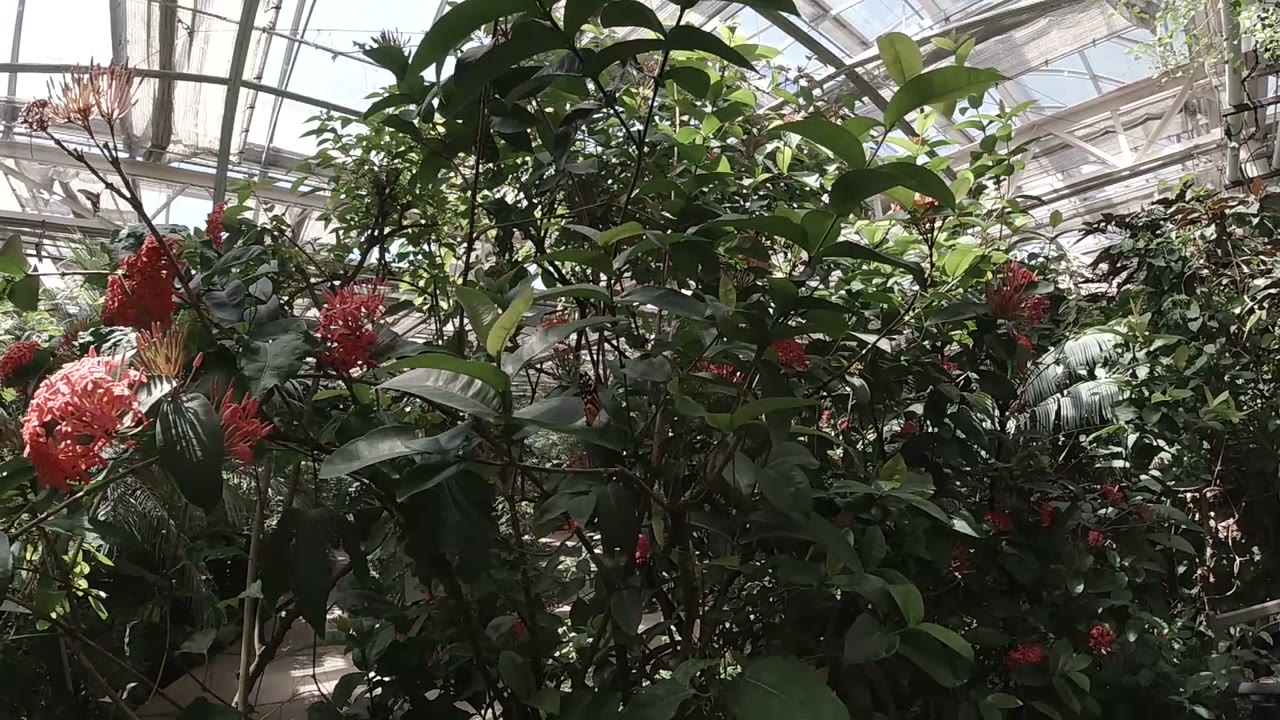 Tropical leaves and pink-red flowers in a glasshouse