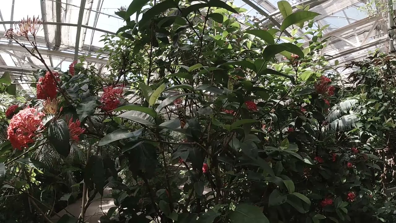 A dense wall of green foliage and red blossoms appears beneath angled greenhouse panes in the Colorado butterfly sanctuary, with no visible people.