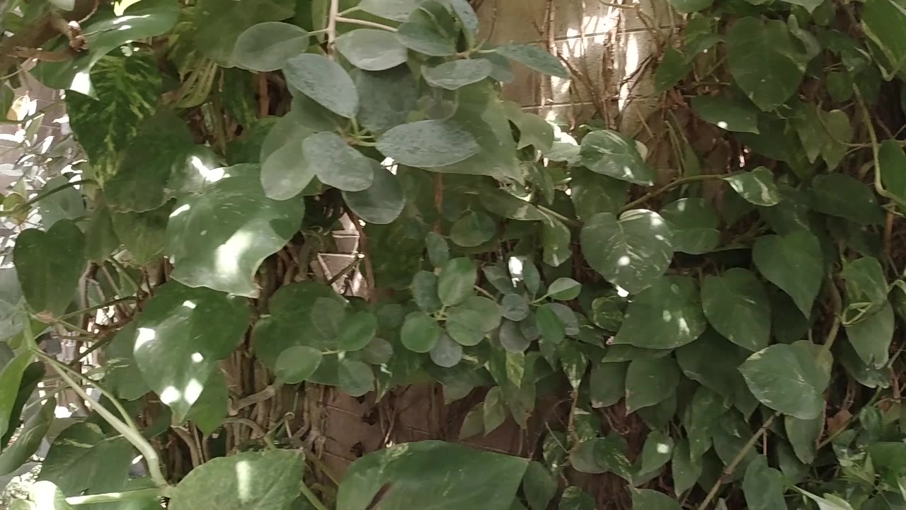 Close view of layered green leaves and woody trunks in Colorado, with bright patches of light and no visible people.