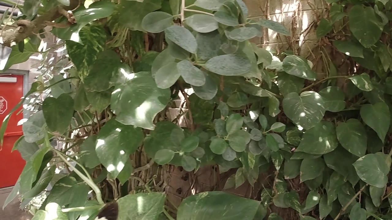 Green foliage with a red door partly visible