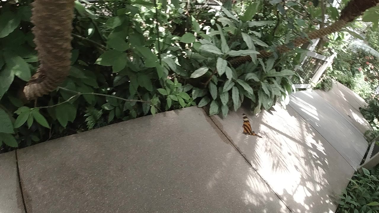 Opening frame of the Colorado butterfly sanctuary exit path, with overhanging leaves, dappled sunlight on concrete, and no visible people.